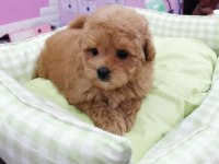 F2 MALTİPOO YAVRULARI