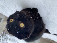 Acil Sahiplendirme Siyah Scottish Fold