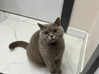 ÜCRETSİZ BRİTİSH SHORTHAİR