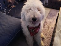 1 yaşında erkek standart poodle ücretsiz