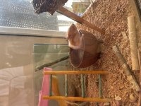 hamster uyguna