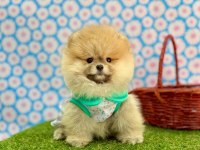 Safkan Pomeranian Boo Bebekler