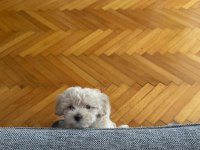 2 aylık Orjinal Maltipoo 0 Numara
