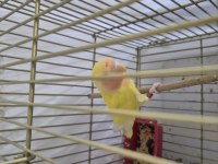 Dişi 4 Aylık Kırmızı Göz Sağlıklı Papağanımız