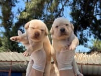 Labrador köpeği yavrularımız