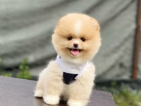Yeni evlerine gitmeye hazır pomeranian yavruları