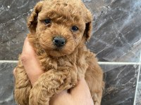 Orjinal Minyatür Toy Poodle Yavrular