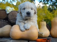 Golden Retriever Adrese Teslim Kapıda Ödeme Yapabilirsiniz
