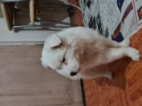 Tonya finosu safkan