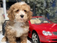 MİNİ MALTİPOO YAVRULARIMIZ