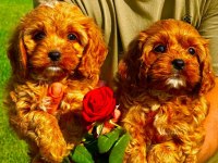 Maltipoo yavruları