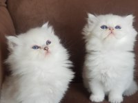 KALİTE KEDİLER TESADÜF DEĞİLDİR