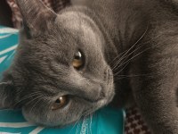 British shorthair erkek