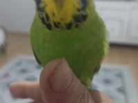 Konuşan MUHABBET kuşu