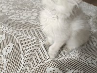 British longhair silver point
