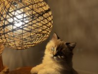 2 aylık British long hair blue point