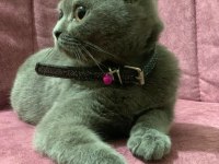 Sevimli dostumuza sıcak yuva scottish fold