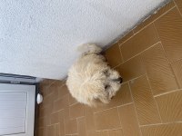 Erkek 2 aylık poodle