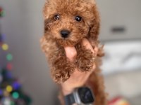 Tuvalet eğitimli red toy Poodle yavrular antalya