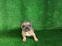 Blue fawn french bulldog bebeğimiz yeni yuvasını arıyor