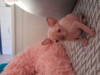 Die besten sphynx der welt