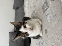 8 aylık kısır dişi kedimiz
