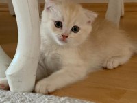 Scottish fold erkek