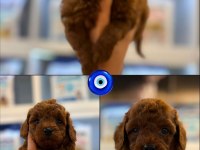 Erkek Kore Poodle