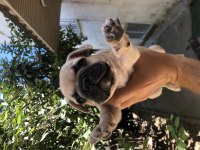 French bulldog 22 haziran doğumlu