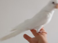 Evcil erkek albino sultan papağanı