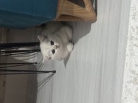 British shorthair dişi kedimiz