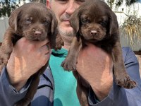 Labrador yavrularımız ruhsatlı çiftliğimizden