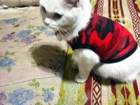 British shorthair 1 yaşında