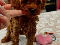 Irkının En Güzeli Toy Poodle
