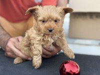 Tea cup morkie yavrular petmode de ziyarete açık