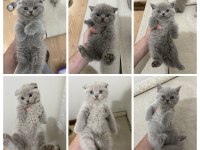 Tatlı Surat Scottish Fold Yavrular