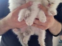 British Shorthair Bluepoint