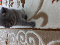 British shorthair yavru kedimiz
