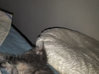 TAŞINMA NEDENİ İLE KEDİMİZİ SAHİPLENDİRİYORUZ