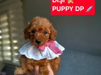 SAĞLIK VE IRK GARANTİLİ OYUNCAK BOY POODLE YAVRULARIM