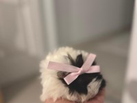 Çift guinea pig