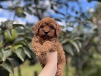 Birbirinden güzel toy poodle bebekler