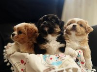 2 erkek 1 dişi köpeğimiz
