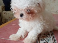 4 aylık erkek yavrular maltese