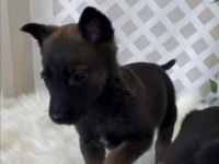Dünyanın En Tatlı Bakışlarına Sahip Malinois Burada