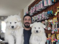 AYİ YAVRUSU SAMOYED A KALİTE IRK