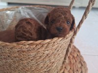 Mınik poodle yavrularımız