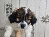 Fino - Pomeranian Kırması Yavrular