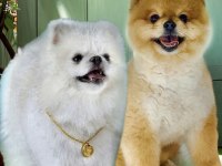Antalyada pomeranian boo ayı surat yavrular