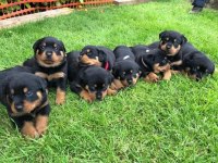 A kalite rottweiler bebekler
